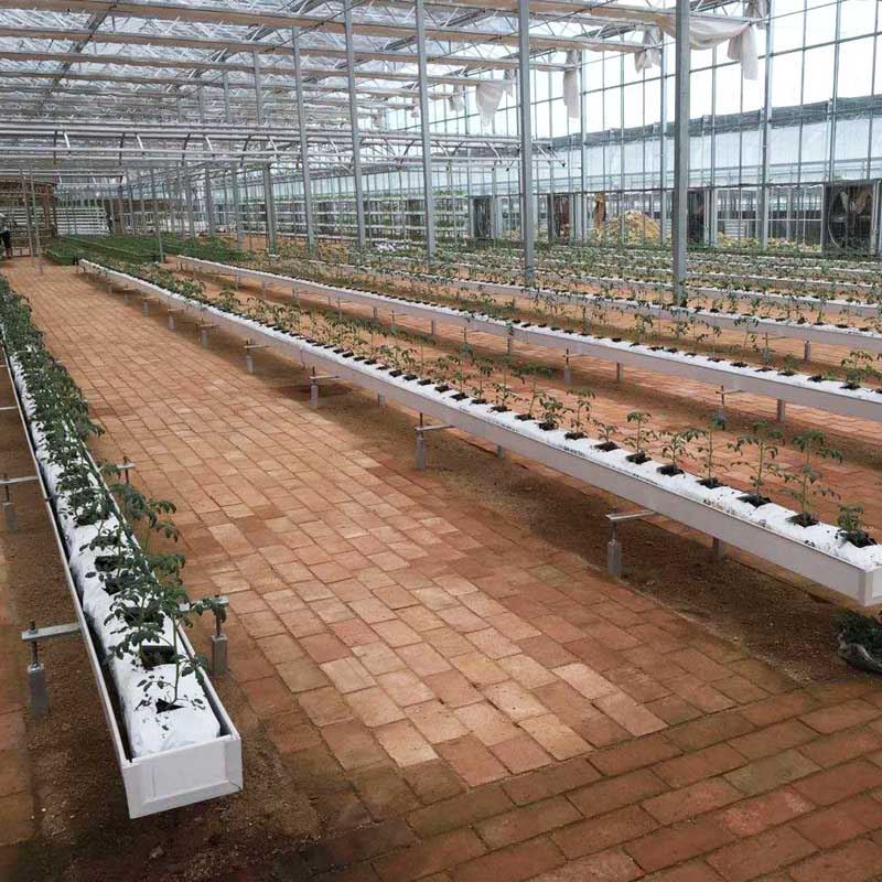 tomato greenhouse