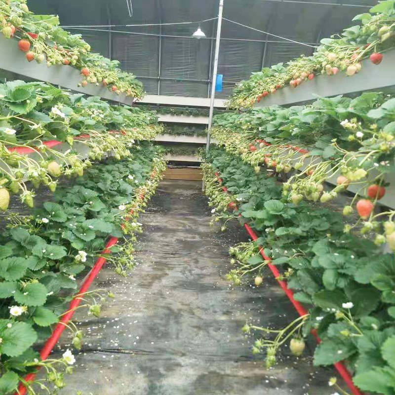 A frame for strawberry.jpg