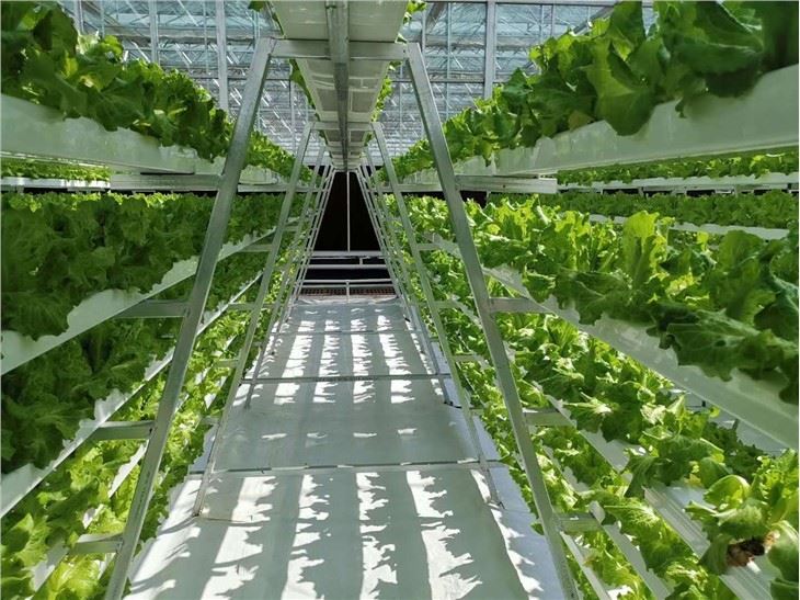 Hydroponic Growing Agricultural Greenhouse