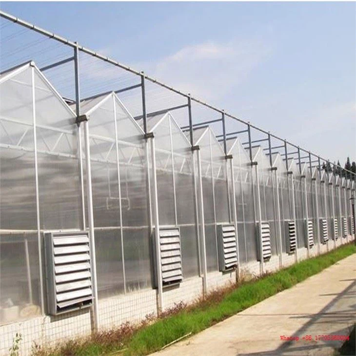 China Venlo Polycarbonate Greenhouse With Irrigation System
