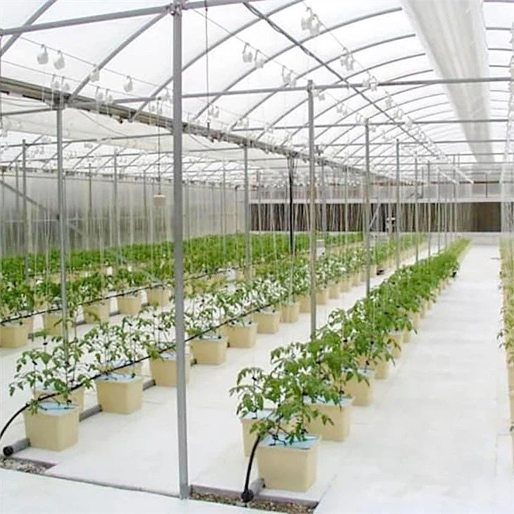 Dutch Bucket Grow Hydroponic China  house green