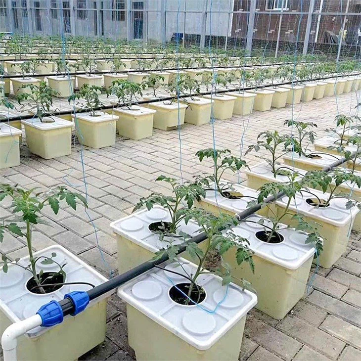 Dutch Bucket Grow Hydroponic