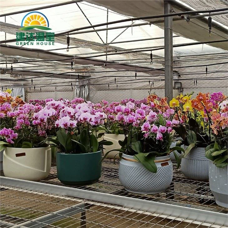 Orchids Grow in Seedbeds