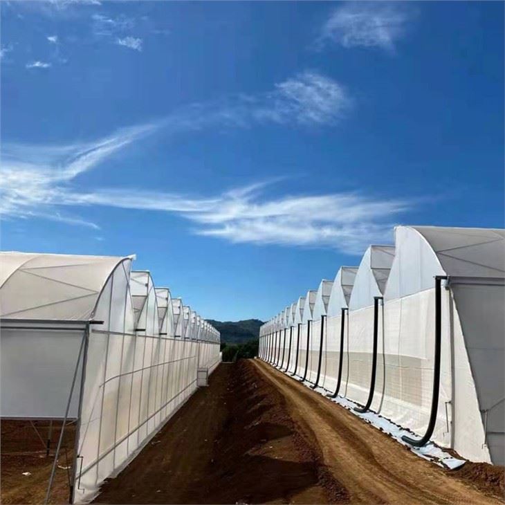 Serra dei sistemi idroponici