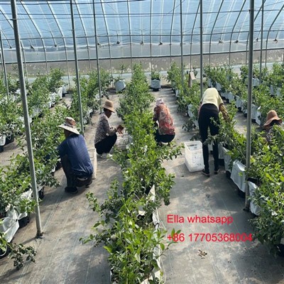 Temperatura per le foglie per assorbire i nutrienti